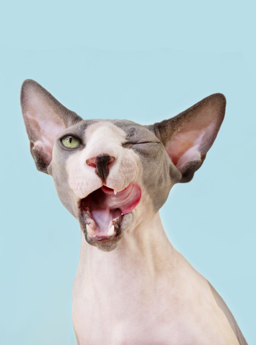 Alimentação para gatos